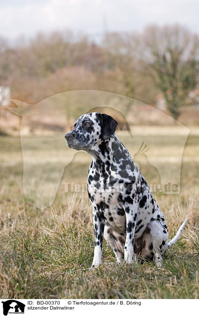 sitzender Dalmatiner / sitting Dalmatian / BD-00370