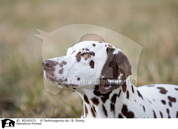 Dalmatiner Portrait / Dalmatian Portrait / BD-00373