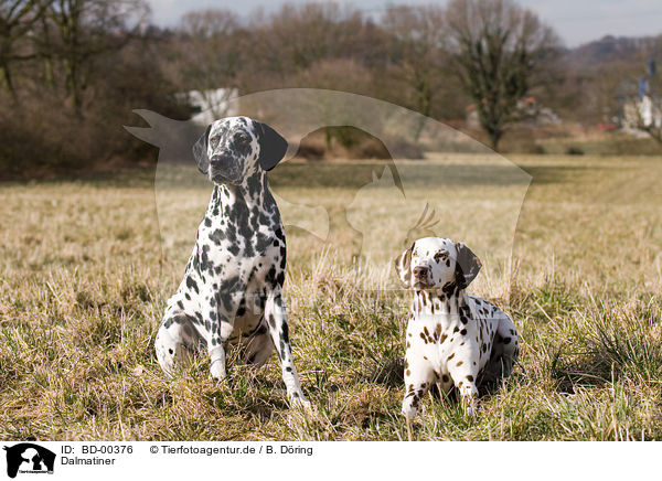 Dalmatiner / dalmatian / BD-00376