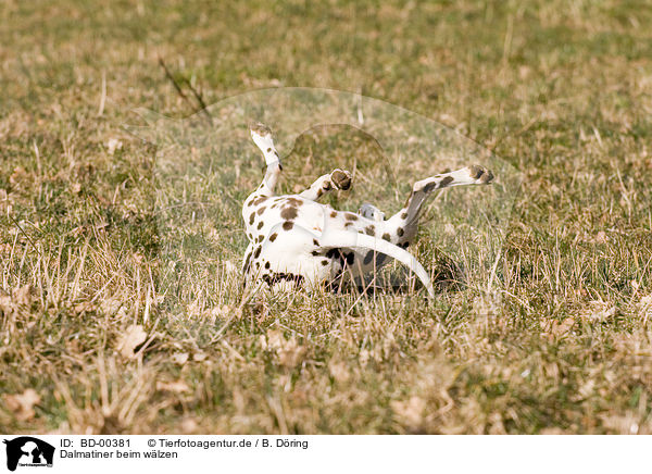 Dalmatiner beim wlzen / wallowing Dalmatian / BD-00381