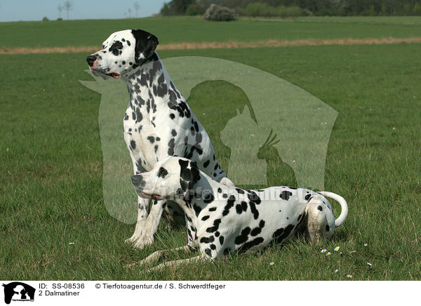 2 Dalmatiner / 2 Dalmatians / SS-08536