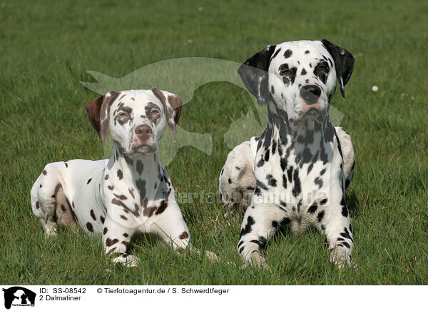 2 Dalmatiner / 2 Dalmatians / SS-08542