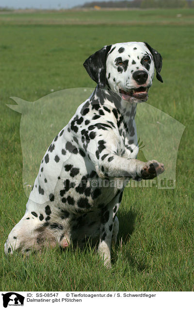 Dalmatiner gibt Pftchen / Dalmatian is giving paw / SS-08547