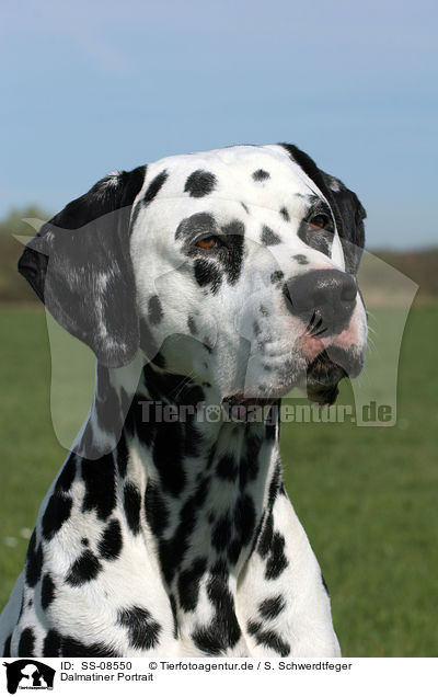 Dalmatiner Portrait / Dalmatian Portrait / SS-08550