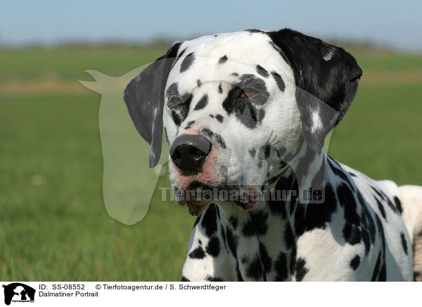 Dalmatiner Portrait / Dalmatian Portrait / SS-08552
