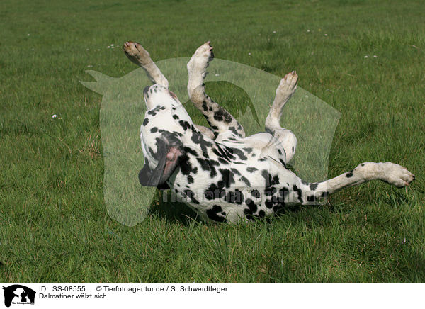 Dalmatiner wlzt sich / rolling Dalmatian / SS-08555