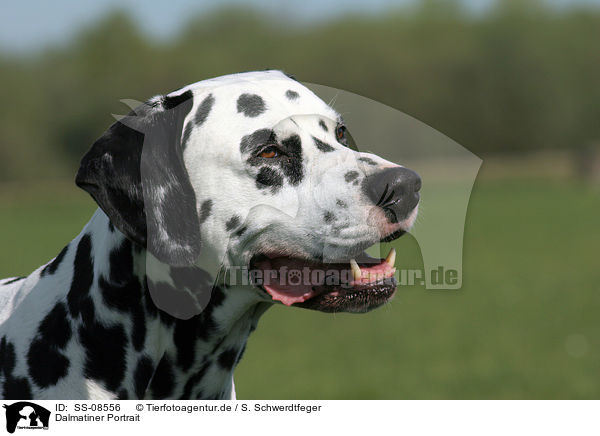 Dalmatiner Portrait / Dalmatian Portrait / SS-08556