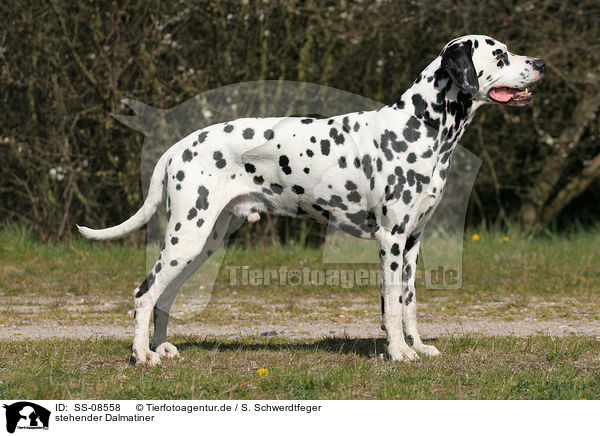 stehender Dalmatiner / standing Dalmatian / SS-08558