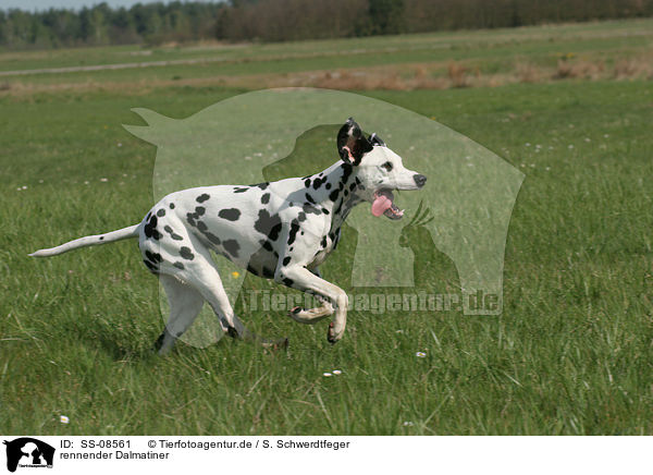 rennender Dalmatiner / running Dalmatian / SS-08561
