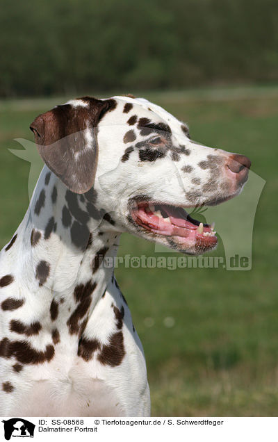 Dalmatiner Portrait / SS-08568