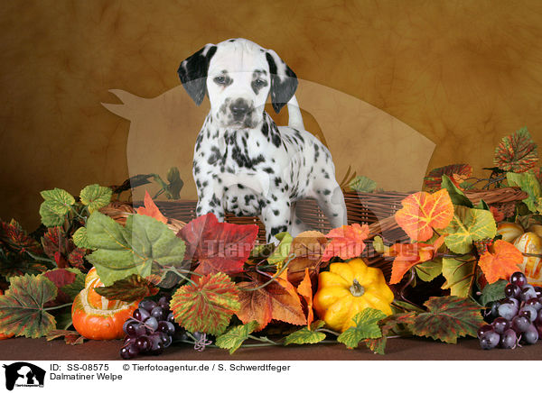 Dalmatiner Welpe / Dalmatian Puppy / SS-08575