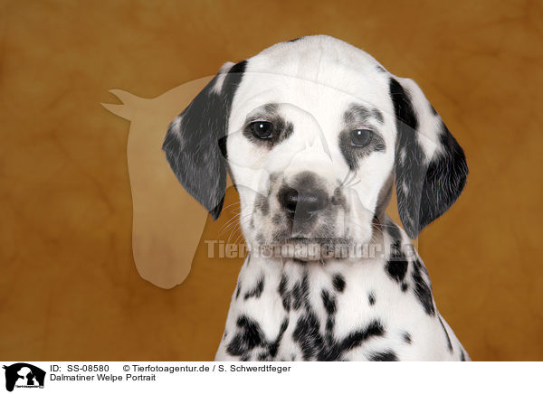Dalmatiner Welpe Portrait / Dalmatian Puppy Portrait / SS-08580