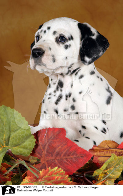 Dalmatiner Welpe Portrait / Dalmatian Puppy Portrait / SS-08583