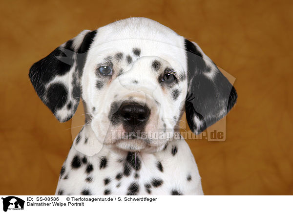 Dalmatiner Welpe Portrait / Dalmatian Puppy Portrait / SS-08586