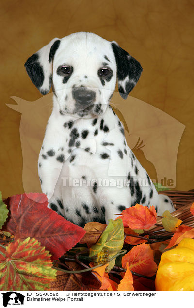 Dalmatiner Welpe Portrait / Dalmatian Puppy Portrait / SS-08596