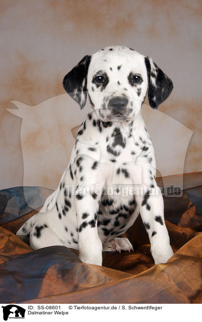 Dalmatiner Welpe / Dalmatian Puppy / SS-08601