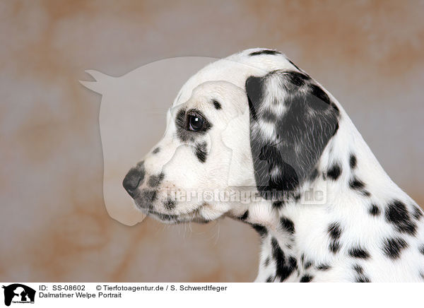 Dalmatiner Welpe Portrait / Dalmatian Puppy Portrait / SS-08602