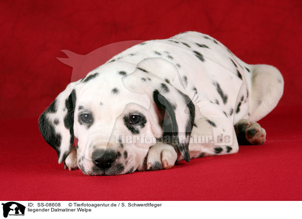 liegender Dalmatiner Welpe / lying Dalmatian Puppy / SS-08608