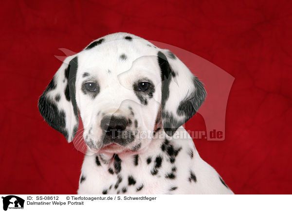 Dalmatiner Welpe Portrait / Dalmatian Puppy Portrait / SS-08612