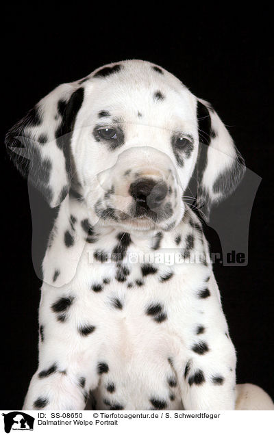 Dalmatiner Welpe Portrait / Dalmatian Puppy Portrait / SS-08650