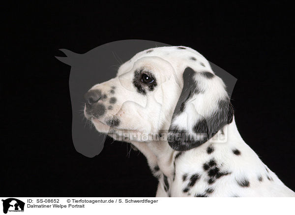 Dalmatiner Welpe Portrait / Dalmatian Puppy Portrait / SS-08652