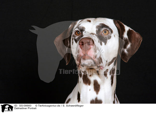 Dalmatiner Portrait / Dalmatian Portrait / SS-08660