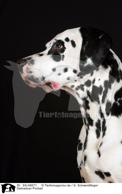Dalmatiner Portrait / Dalmatian Portrait / SS-08671