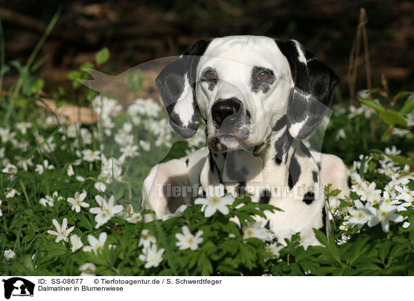 Dalmatiner in Blumenwiese / Dalmatian in flower field / SS-08677