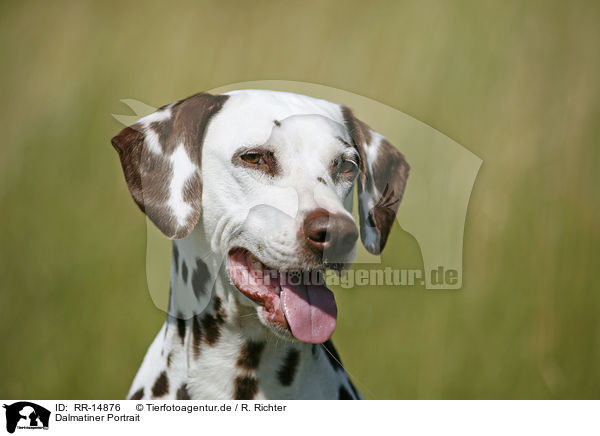 Dalmatiner Portrait / Dalmatian Portrait / RR-14876