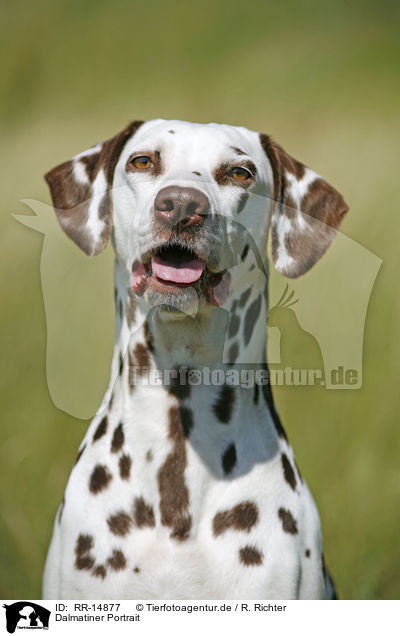 Dalmatiner Portrait / Dalmatian Portrait / RR-14877