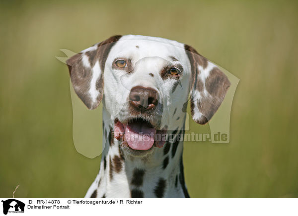 Dalmatiner Portrait / Dalmatian Portrait / RR-14878