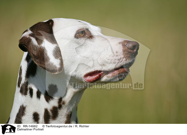Dalmatiner Portrait / Dalmatian Portrait / RR-14882