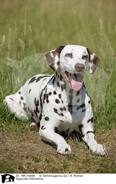 liegender Dalmatiner / lying Dalmatian / RR-14886