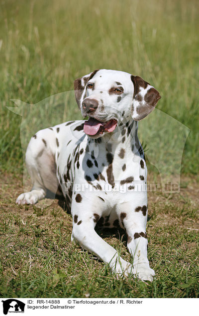 liegender Dalmatiner / lying Dalmatian / RR-14888