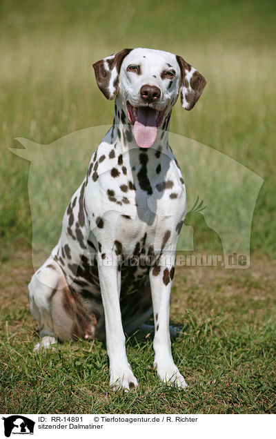sitzender Dalmatiner / sitting Dalmatian / RR-14891