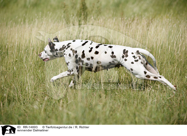 rennender Dalmatiner / running Dalmatian / RR-14893