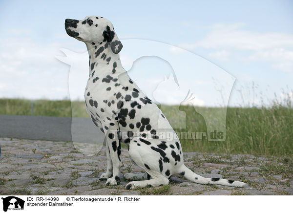 sitzender Dalmatiner / sitting Dalmatian / RR-14898