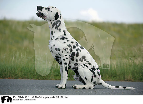 sitzender Dalmatiner / sitting Dalmatian / RR-14902