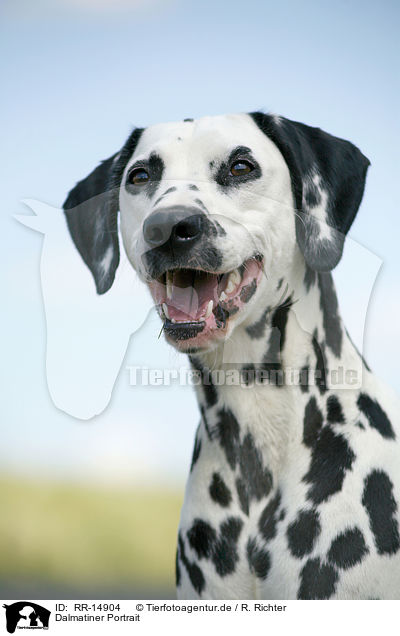 Dalmatiner Portrait / Dalmatian Portrait / RR-14904