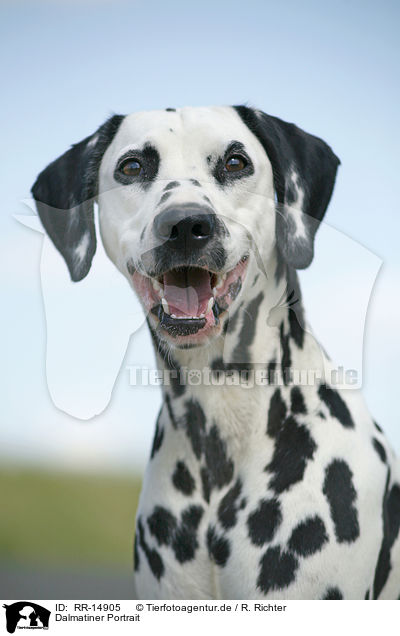 Dalmatiner Portrait / Dalmatian Portrait / RR-14905