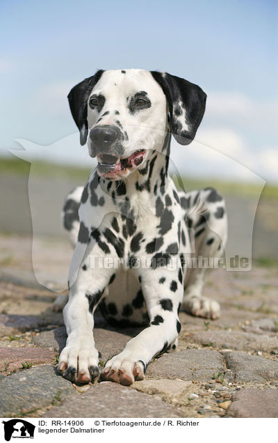 liegender Dalmatiner / lying Dalmatian / RR-14906