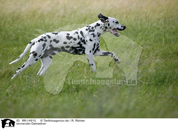 rennender Dalmatiner / running Dalmatian / RR-14910