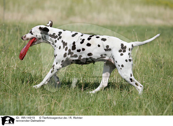 rennender Dalmatiner / running Dalmatian / RR-14919