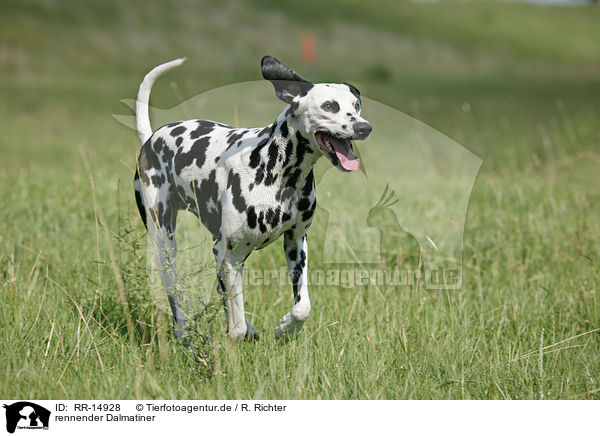 rennender Dalmatiner / running Dalmatian / RR-14928