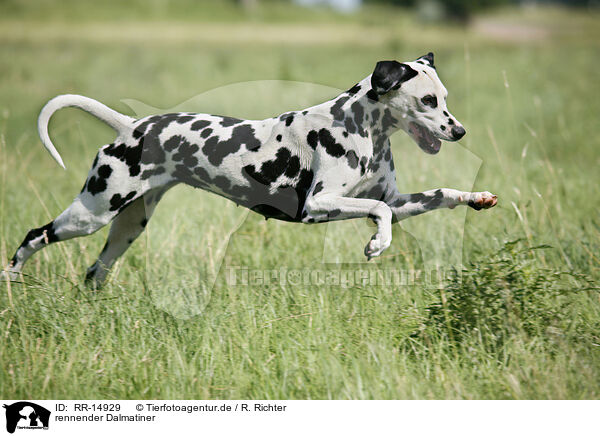rennender Dalmatiner / running Dalmatian / RR-14929