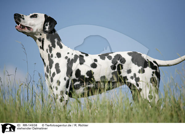 stehender Dalmatiner / standing Dalmatian / RR-14938