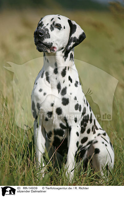 sitzender Dalmatiner / sitting Dalmatian / RR-14939