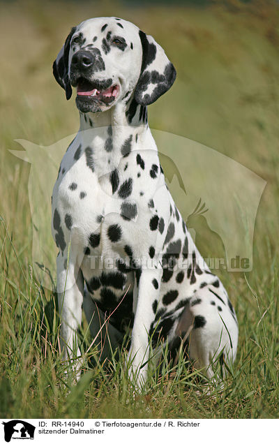 sitzender Dalmatiner / sitting Dalmatian / RR-14940