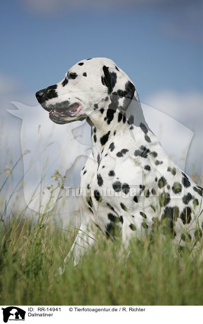 Dalmatiner / Dalmatian / RR-14941
