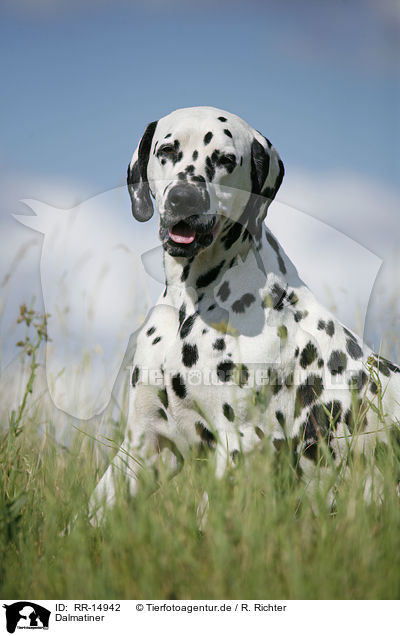 Dalmatiner / Dalmatian / RR-14942